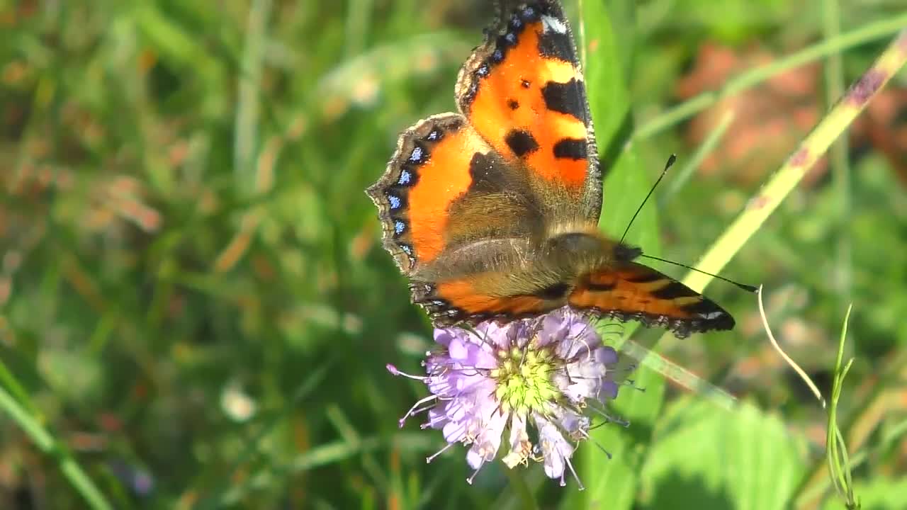 Butterfly Colorful Wing Tender Insect Beautiful