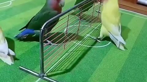 parrot playing the football
