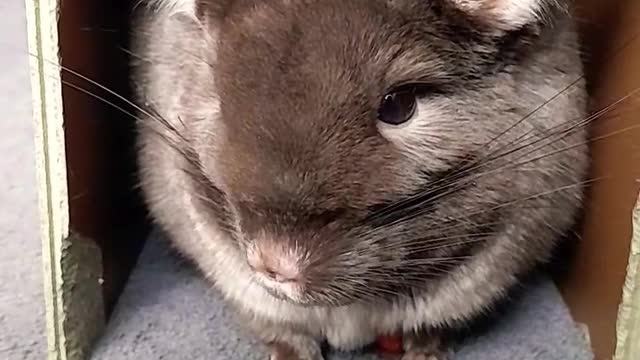 Dziwny dźwięk szynszyli_Weird chinchilla sound 5 Finał🐭👍😮 #chinchilla #chinchillas