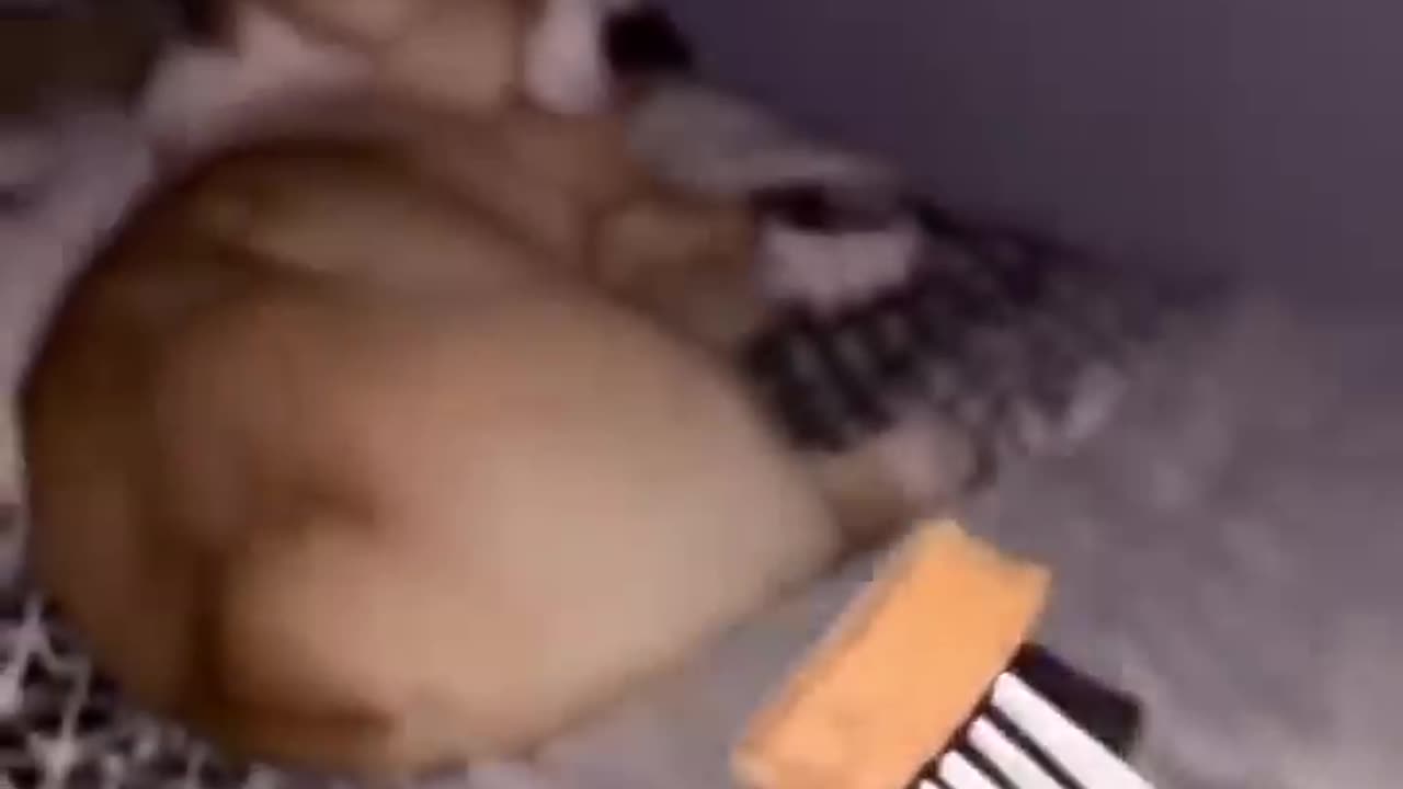 Funny pets 😅| pets playing #viral #funnypets