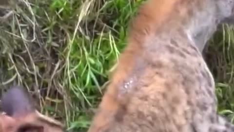 What kind of animal is this? Is it a hunting dog?