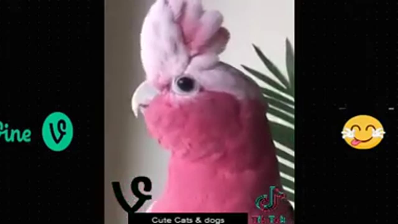 Best Funny Animal Videos Of The 2023 π€£ - Funniest Cats And Dogs Videos πΊπππΆ Funny cat & dog videos π