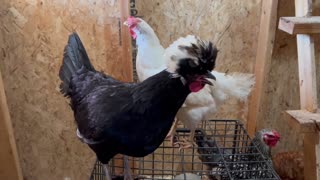 Tornado season begins in OKC - chicks ready Part 2