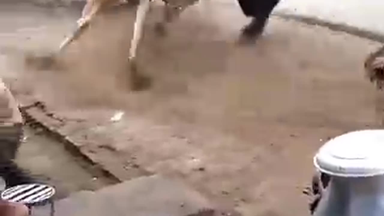 Bull fight