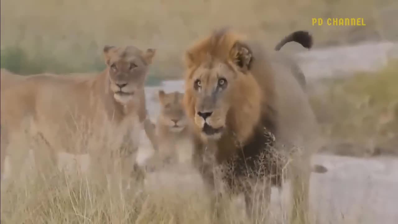 Shocking moment When painful Lions Are Attacked and and Tortured by Africa deadliest Preys