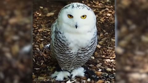 🤣Funny Animals Videos 2020🤣Best Of The 2020 Funny Animal Videos #2 😁