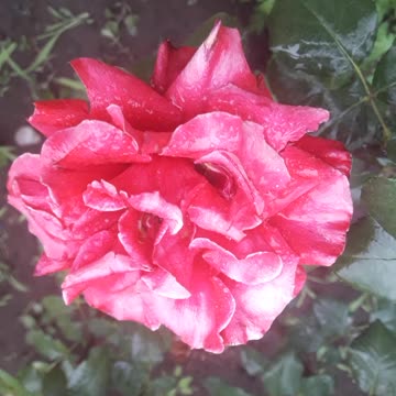 Red Rose