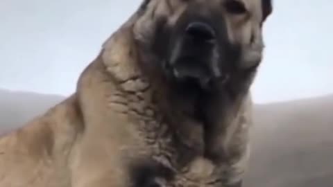 Dog video