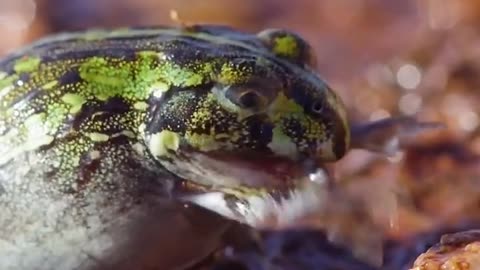 Wildlife in a natural perspective & Funs