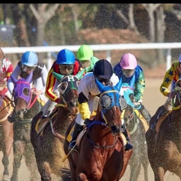 No Diet Lifestyle - Horse blinders