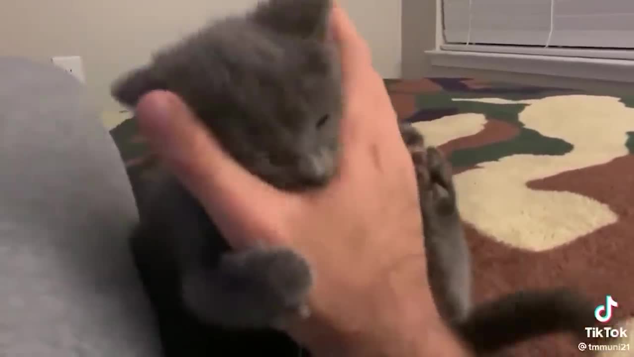 Funny CATS MEME 2022
