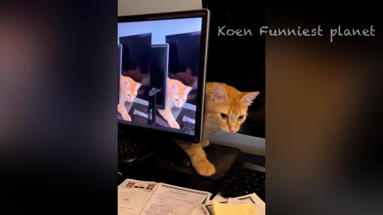 Funny Dogs And Cats Videos 2024 😅 - Part 3