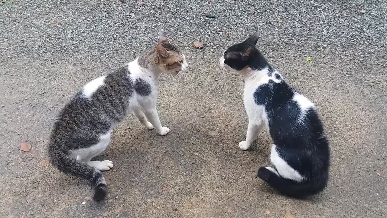 Cats Fighting with sound - Exclusive Video