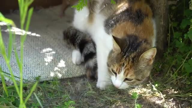 Anne kedi yavrusunu nasıl taşıyor