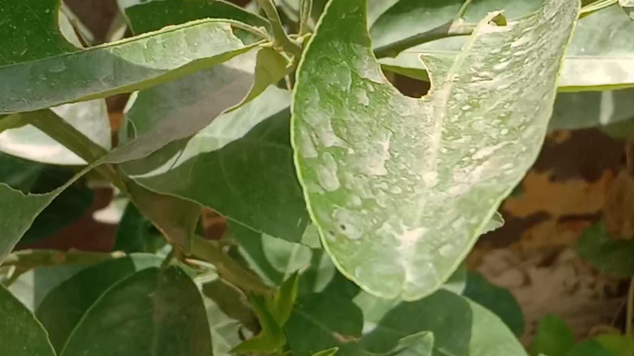 Caterpillar on plants