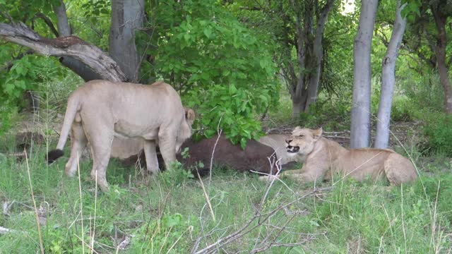 Young lions eating their prey an african buffalo