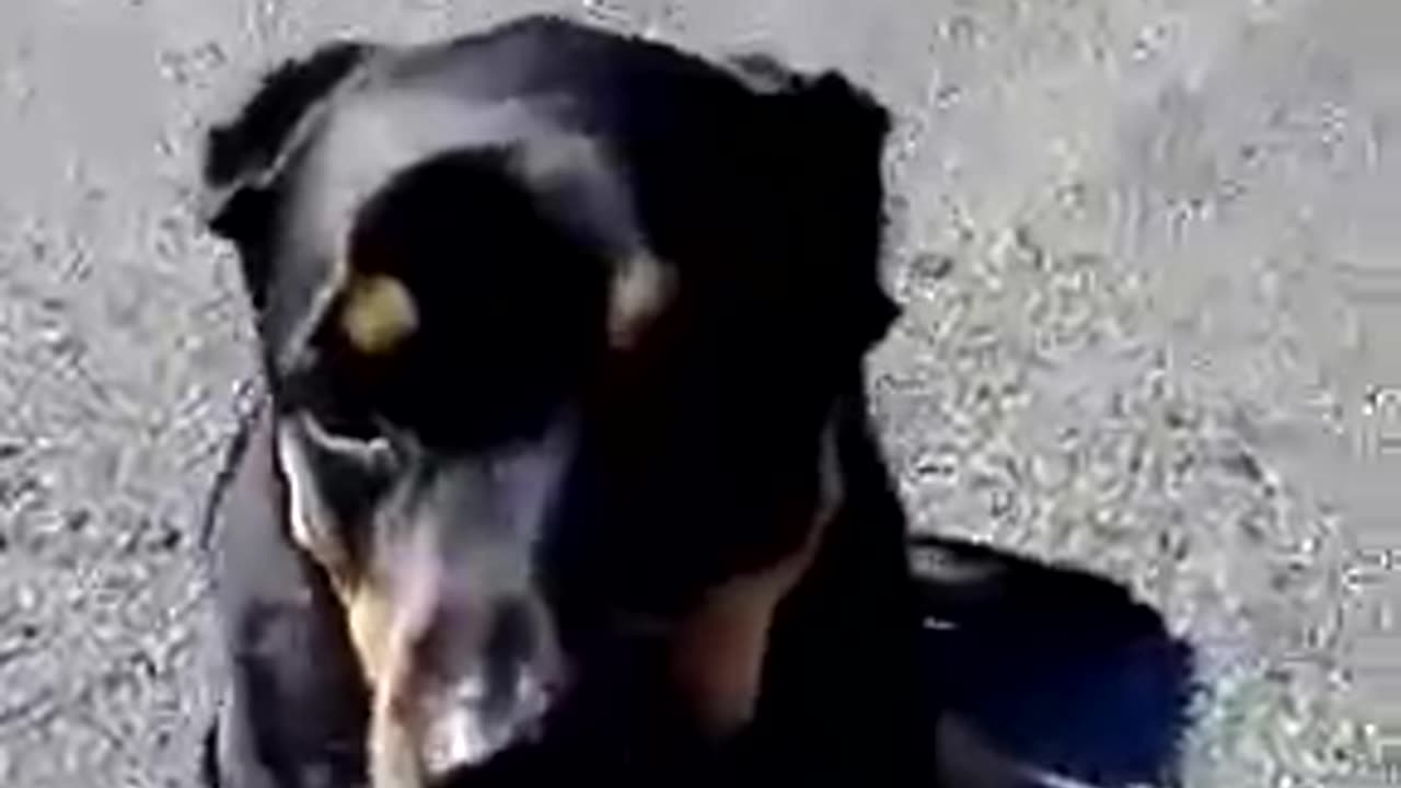 Dog Plays Duck Duck Goose