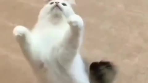 Cute Cat 🙀 Dance video