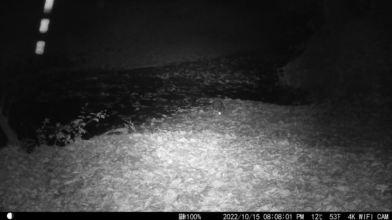 Two Raccoons - Mountains of Tennessee