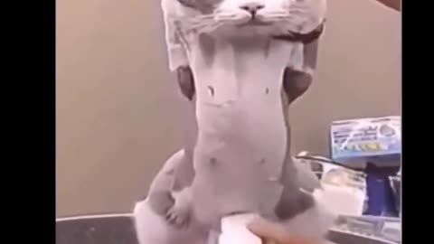 funsettling cat