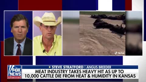 Tucker Carlson speaks with an Angus breeder after cattle dropped dead from extreme heat in Kansas.