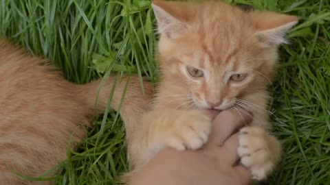 See the ferocity of the cat in the form of a lion