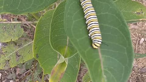 Monarch Butterfly Caterpillar