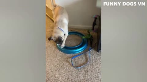 New Funny Videos 20223😂 Cutest animals Doing Funny Things.