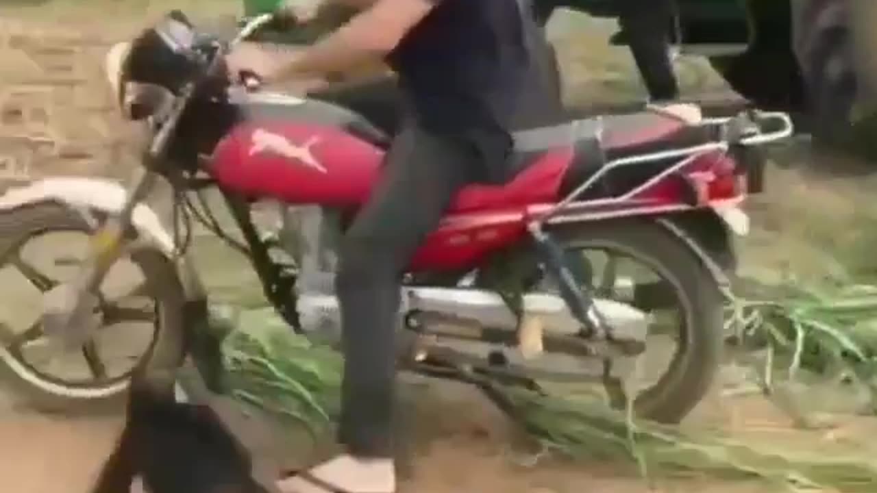 Funny monkey