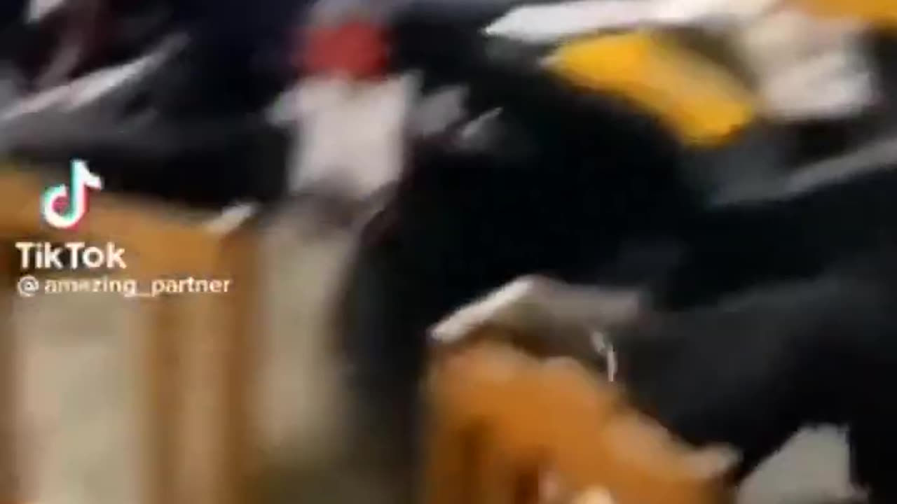 Cute and Funny Animal Video