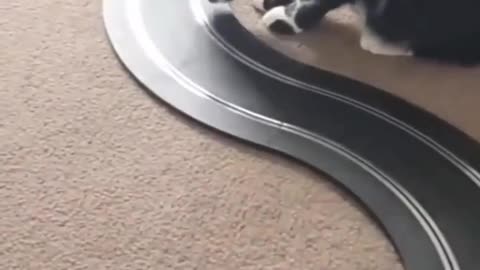 My head hit the wall 😀 Love cats? Like & Share