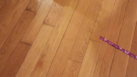 Guinness (Cat) Playing