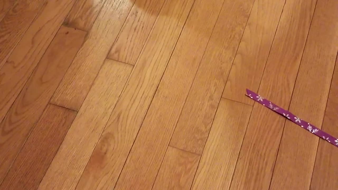Guinness (Cat) Playing