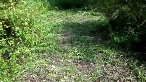 NYC to New York woodland journey