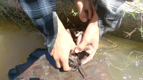 Rescue 3 kitten that were drift in a fast-flow ditch because their mother was no longer there