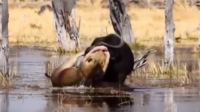 Wild Animals👍👍