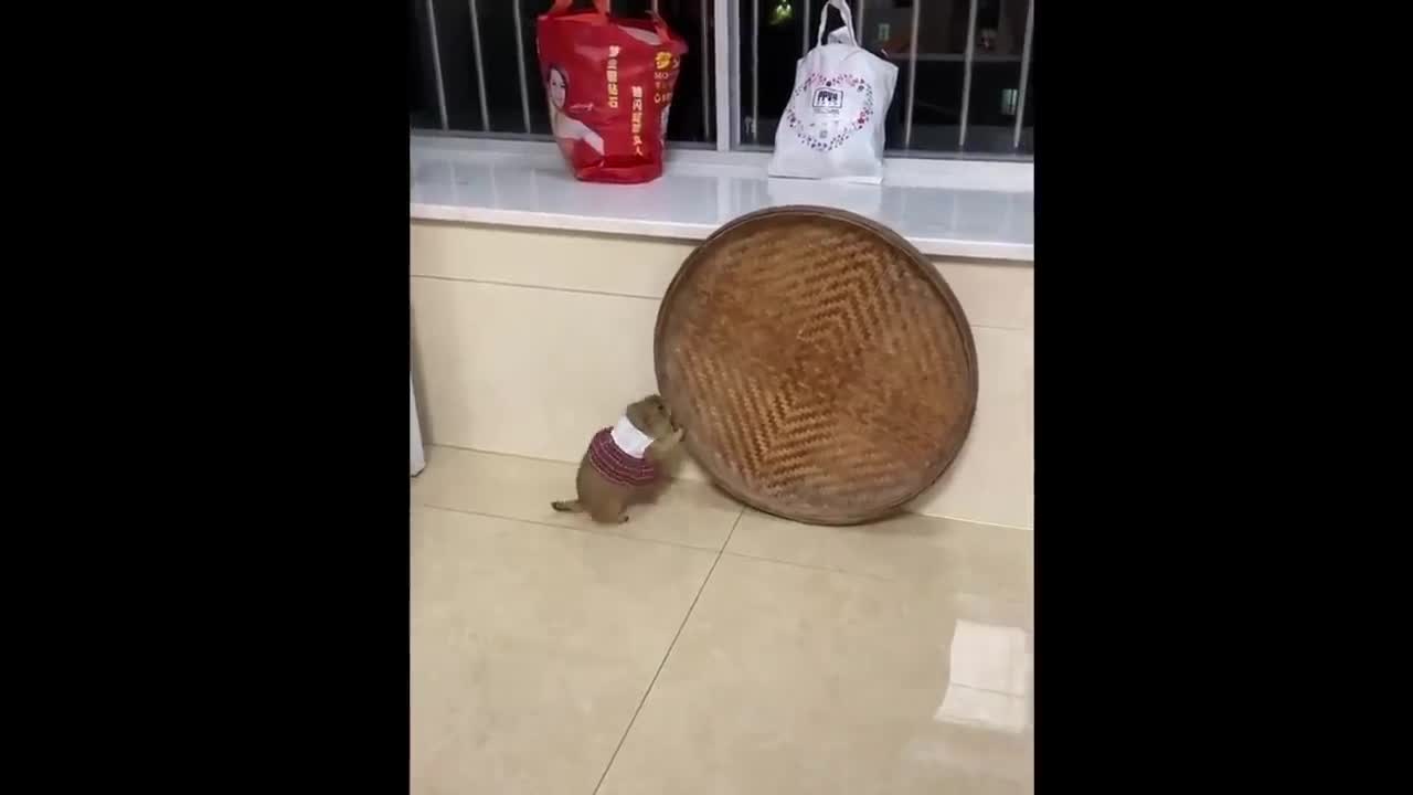 Funny Moments Of The Year Compilation 😆🔥🐷 PART 6