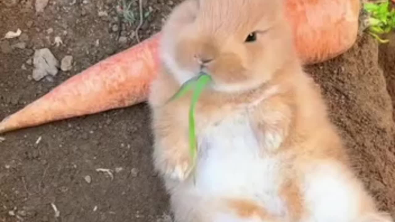 Cute rabit eating style