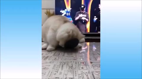 Funny Pet Videos l Very Adorable 😂