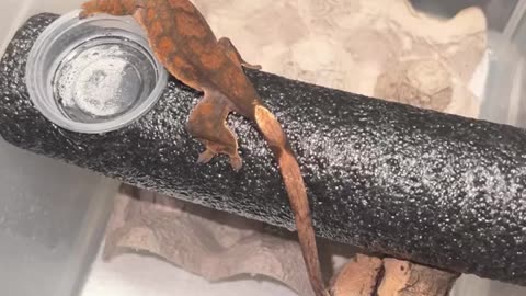 BLACKHAWK The Crested Gecko 🔥