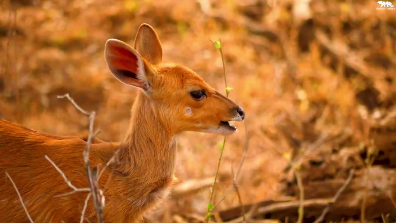 Animals in the forest, all the animals having fun, all the small and big animals