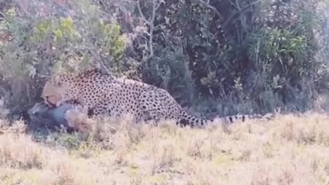 A fox joking with a cheetah🐆