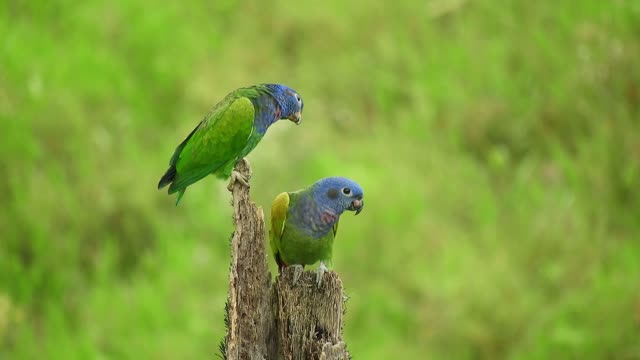 A couple of parrot birds in nature