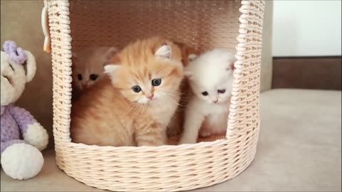 Cute baby kittens playing