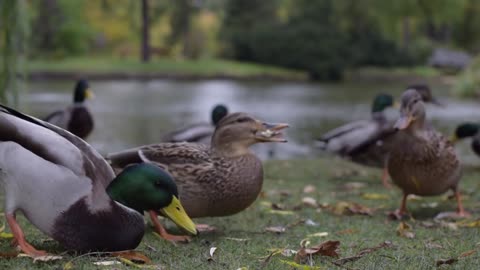 Ducks eating and splashing on the river