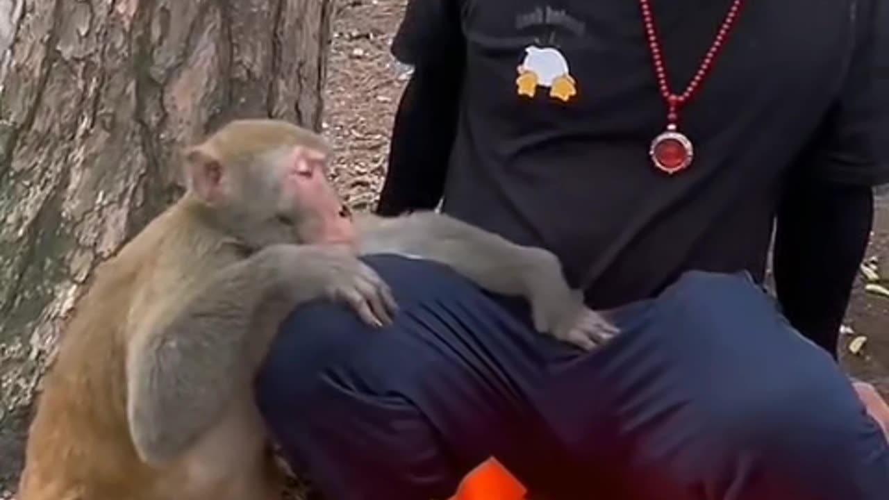 Funny Monkey interaction