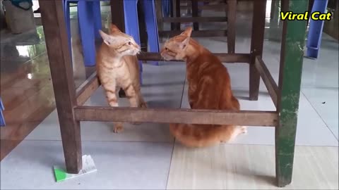 cats fighting