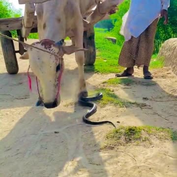 Dangerous animal of forest