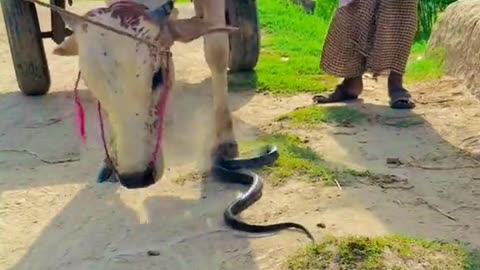 Dangerous animal of forest