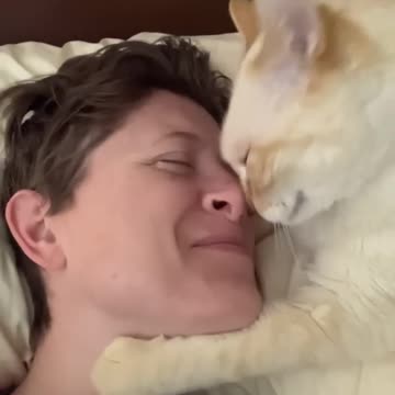 Sweet Cat Begs for Nose Kisses || ViralHog